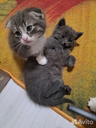 Кошка в дар