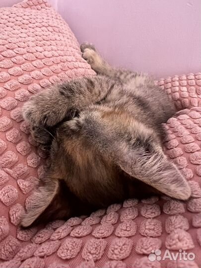 Умная кошечка