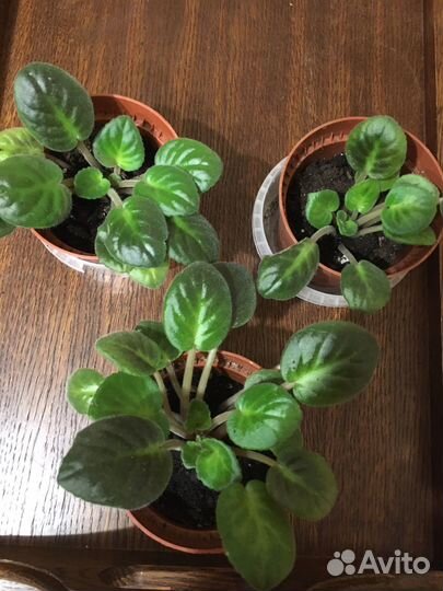 Фиалка узумбарская. Комнатные растения и отростки