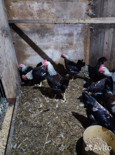 Молодые петушки