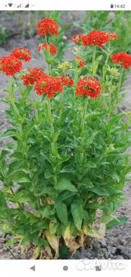 Садовые многолетники