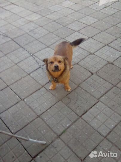 Маленькая собака в добрые руки отдам бесплатно