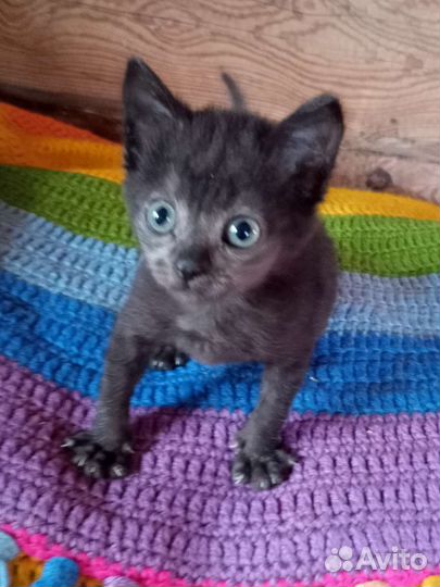 Кошка в дар