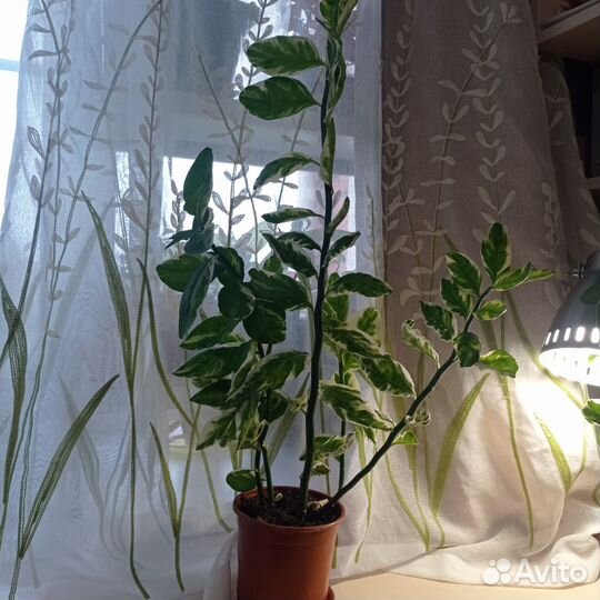 Педилантус