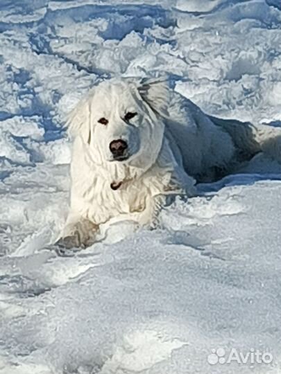 Щенки маремма