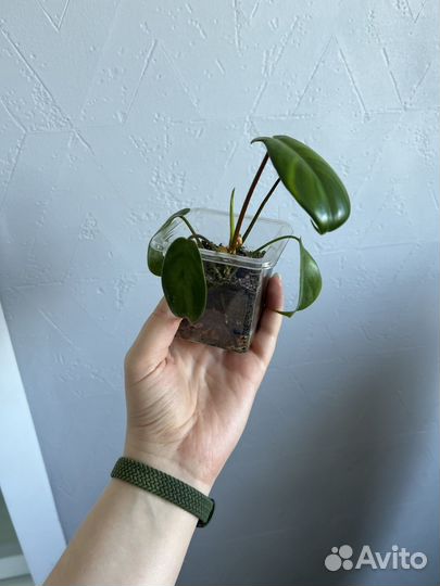 Филодендрон гитаровидный (panduriforme)