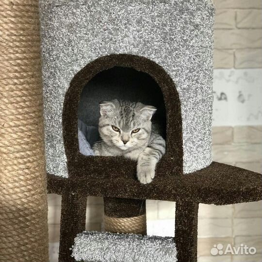 Комплекс для кошки