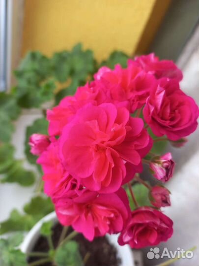 Пеларгония юв византия