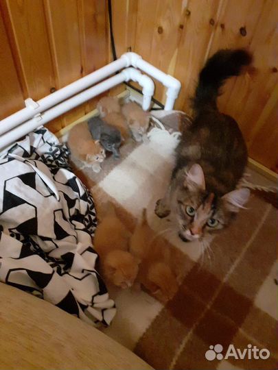 Котята в добрые руки