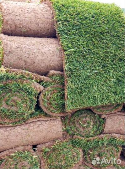 Рулонный газон