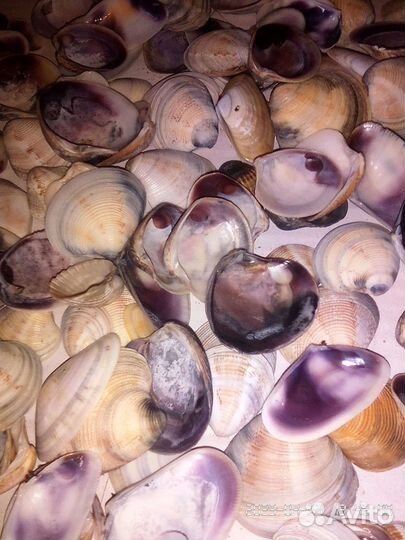 Мелкая морская ракушка