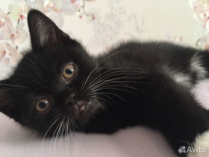 Кошечка шотландка