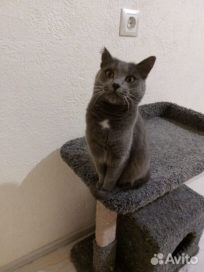 Молодая кошечка Софа