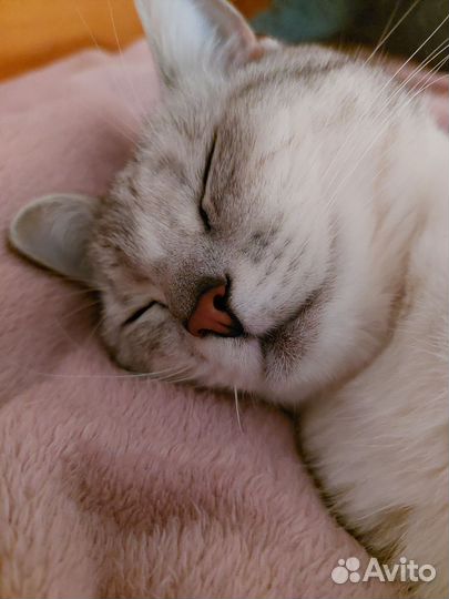 Передержка котов/грызунов, котоняня, котоситтер