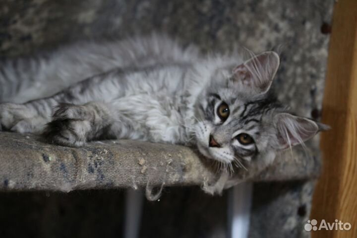 Котята Мейн-кун, голубой тигр полидакт