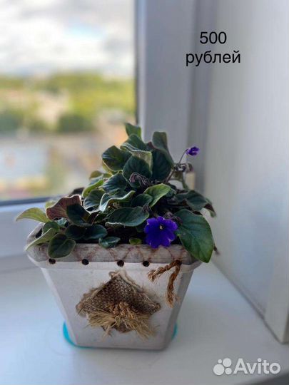 Цветы комнатные в керамических горшках