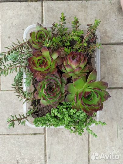 Набор почвопокровных суккулентов