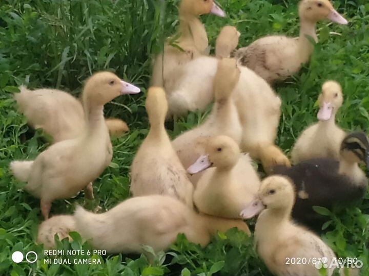 Продажа живой птицы