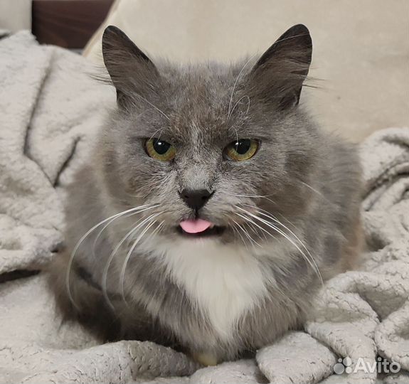 Юстас ласковый балбес- шипит и мурчит одноверменно