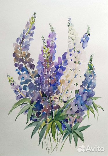 Рисунок акварелью Люпины