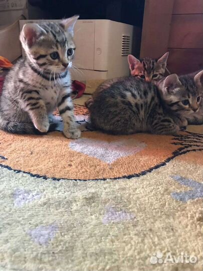 Бенгальские котята