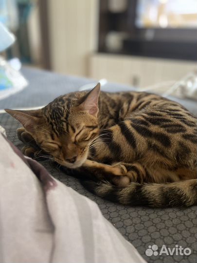 Бенгальская кошка