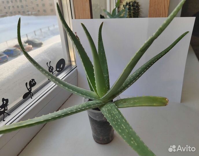 Много комнатных растений