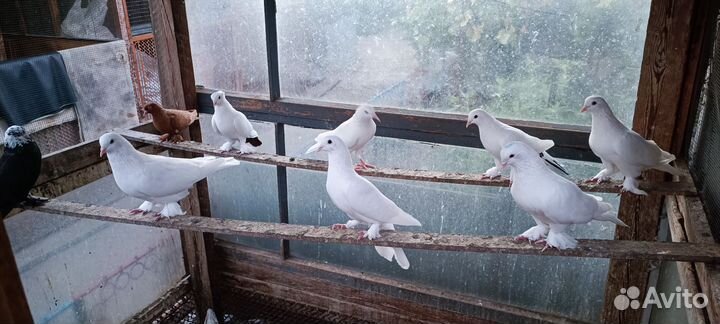 Голуби
