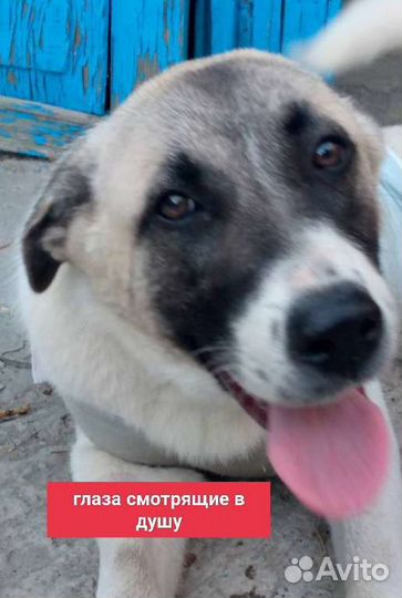 Красивая собака в добрые руки