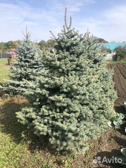 Ель голубая «кавказская»