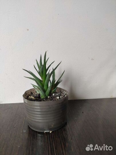 Цветы для дома