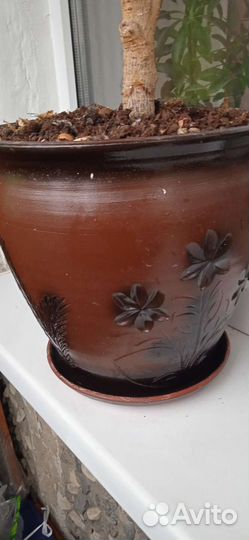 Фикус бенджамина пестролистный