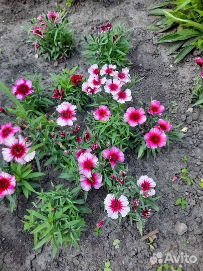 Гвоздика многолетняя