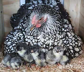 Бвмк для кур-несушек