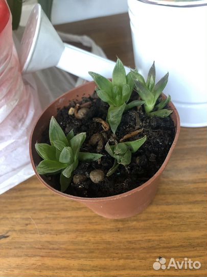 Каланхоэ, хлорофитум и много других растений