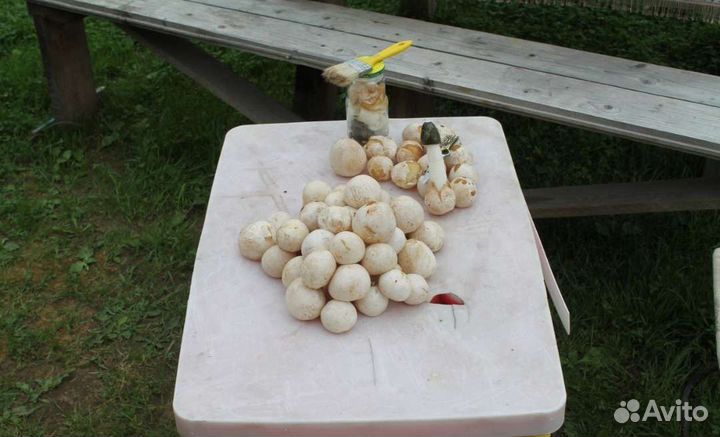 Гриб веселка