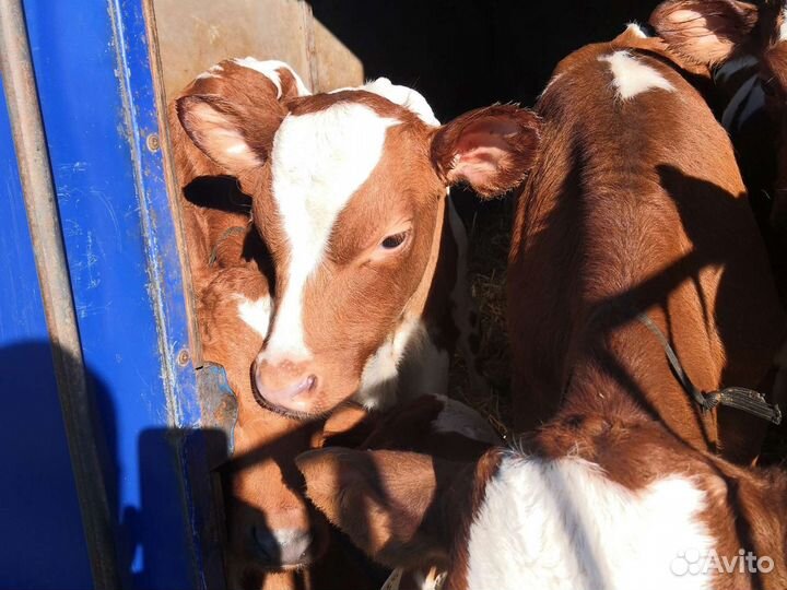 Бычки на откорм