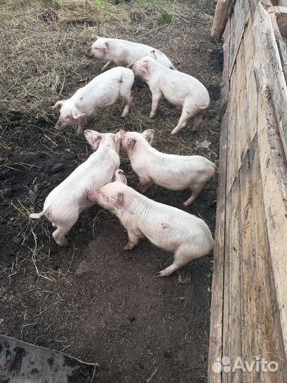 Поросята