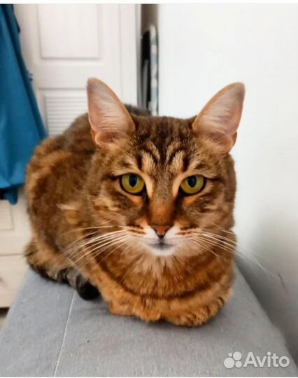 Кошка