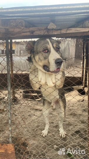 Вязка алабай