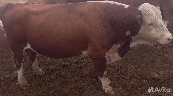Бык племенной