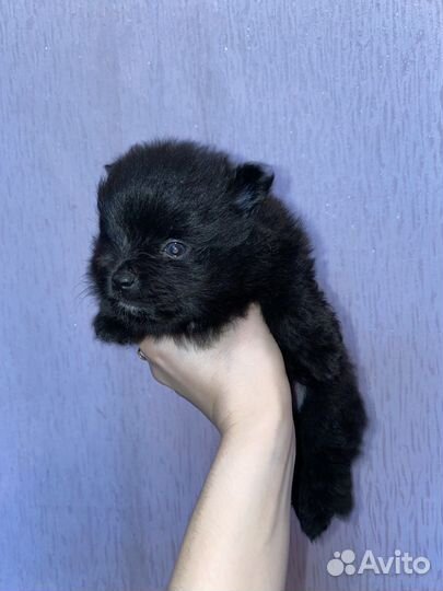 Немецкий шпиц