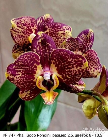 Орхидея Phal.В наличии.Sogo Rondini
