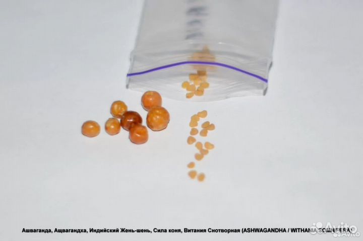 Семена Silene capensis/Ashwagandha/Mestoklema
