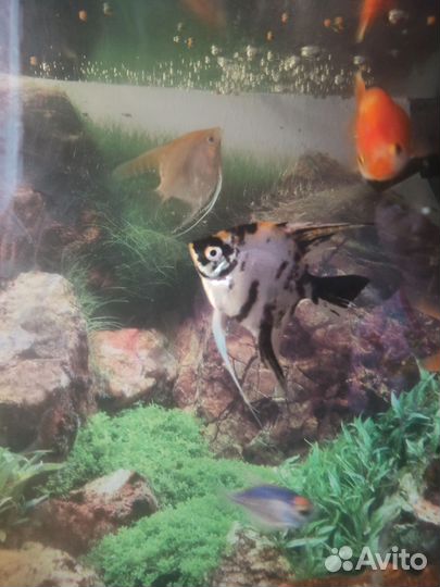 Аквариумные рыбки