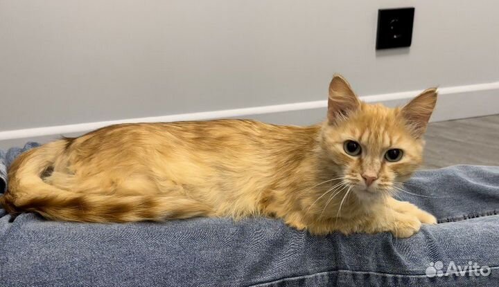 Метис мейн-куна в добрые руки