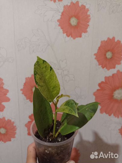 Фикус Шривериана