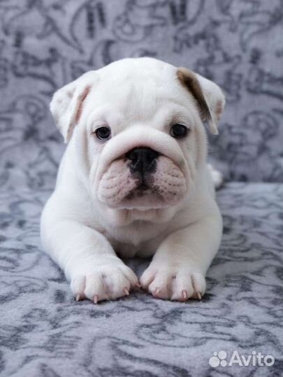 Английский бульдог