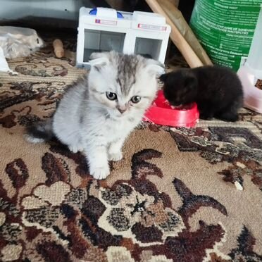 Шотландский прямоухий короткошёрстный котёнок
