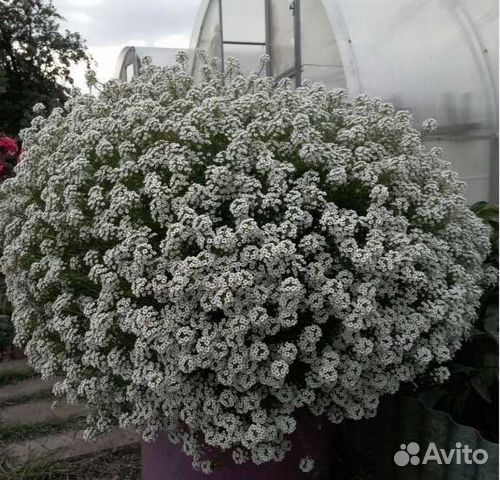 Алиссум вегетативный сноу принцесс фото